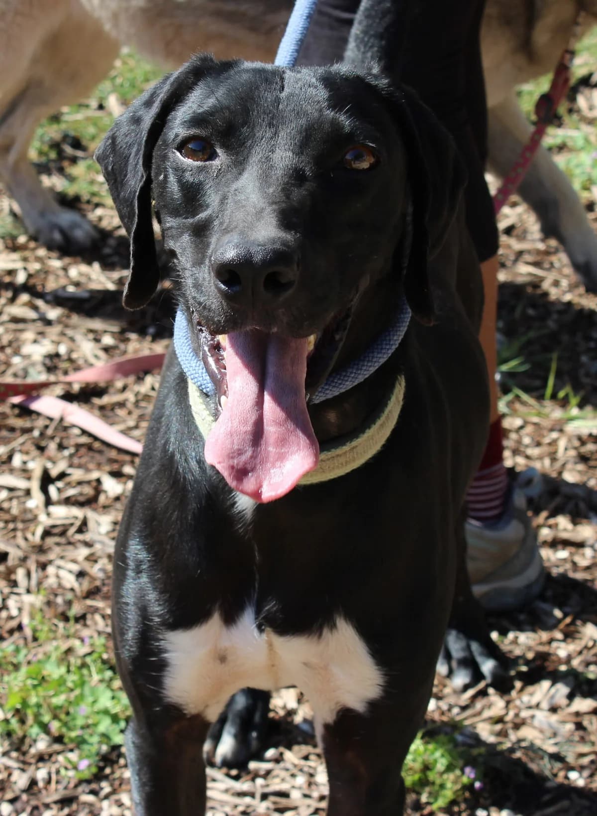 Alfie, male 4yo mixed breed for adoption at PAWS Dog Shelter Paphos