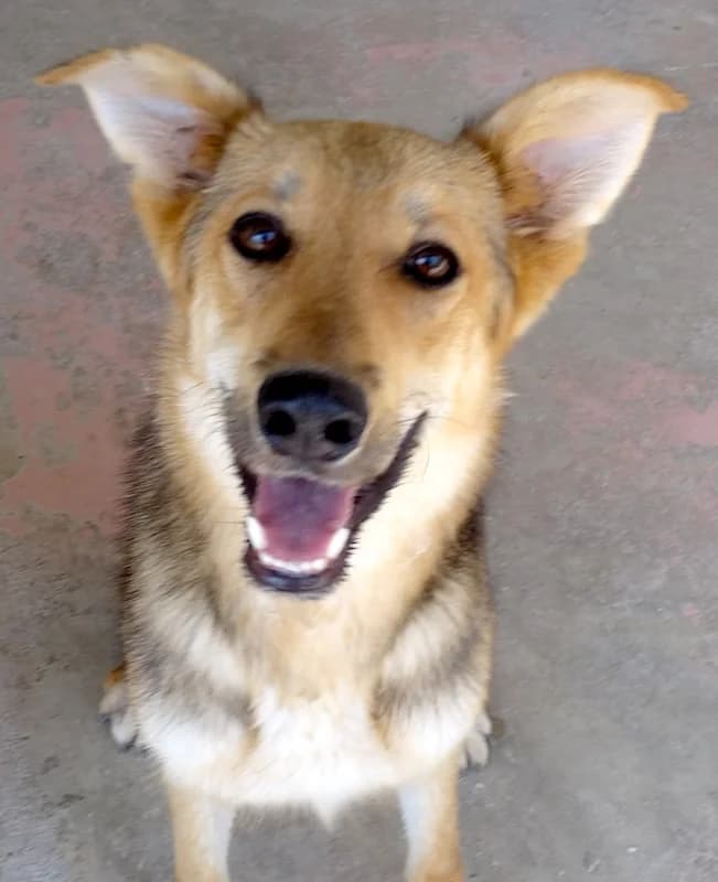 Wolverine, male young mixed breed for adoption at PAWS Dog Shelter Paphos