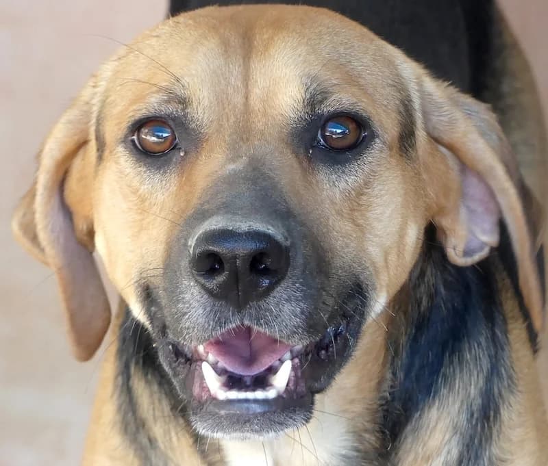 Hotte, male young mixed breed for adoption at PAWS Dog Shelter Paphos