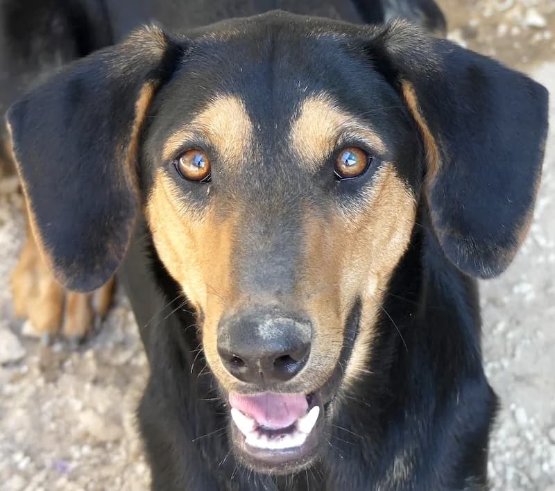 Kiss, female young mixed breed for adoption at PAWS Dog Shelter Paphos