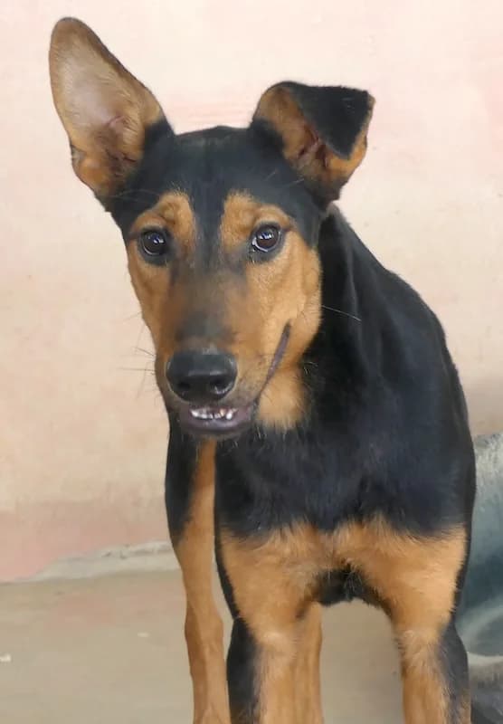 Oscar, male young Mixed Breed for adoption at PAWS Dog Shelter Paphos