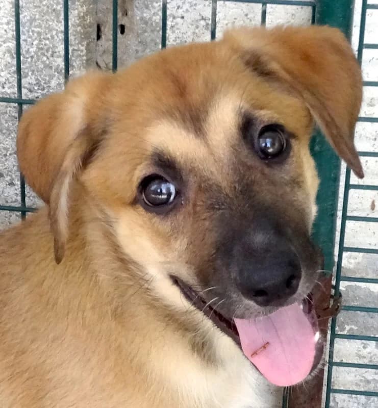 Vica, female puppy mixed breed for adoption at PAWS Dog Shelter Paphos