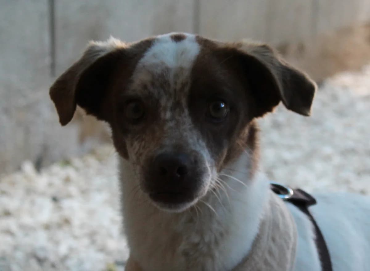 Dash, male young Mixed Breed for adoption at PAWS Dog Shelter Paphos