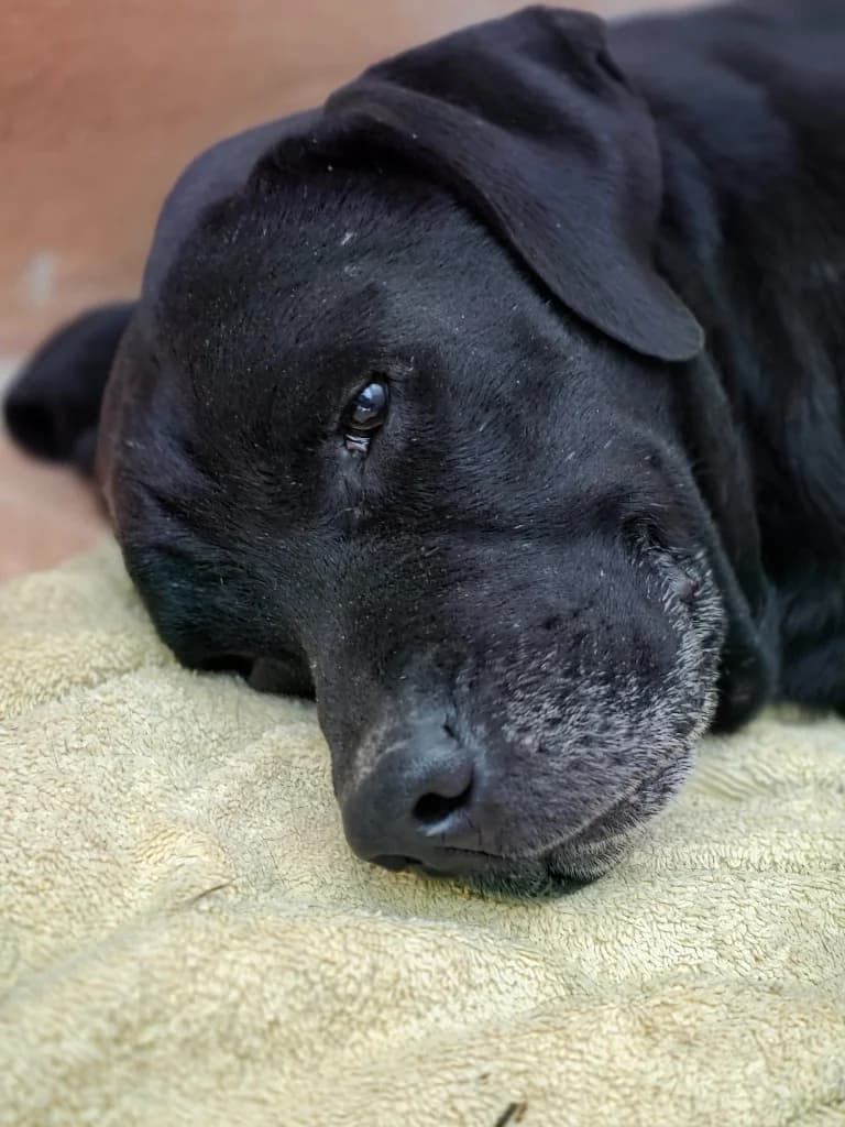 Ted, male mixed breed for adoption at PAWS Dog Shelter Paphos