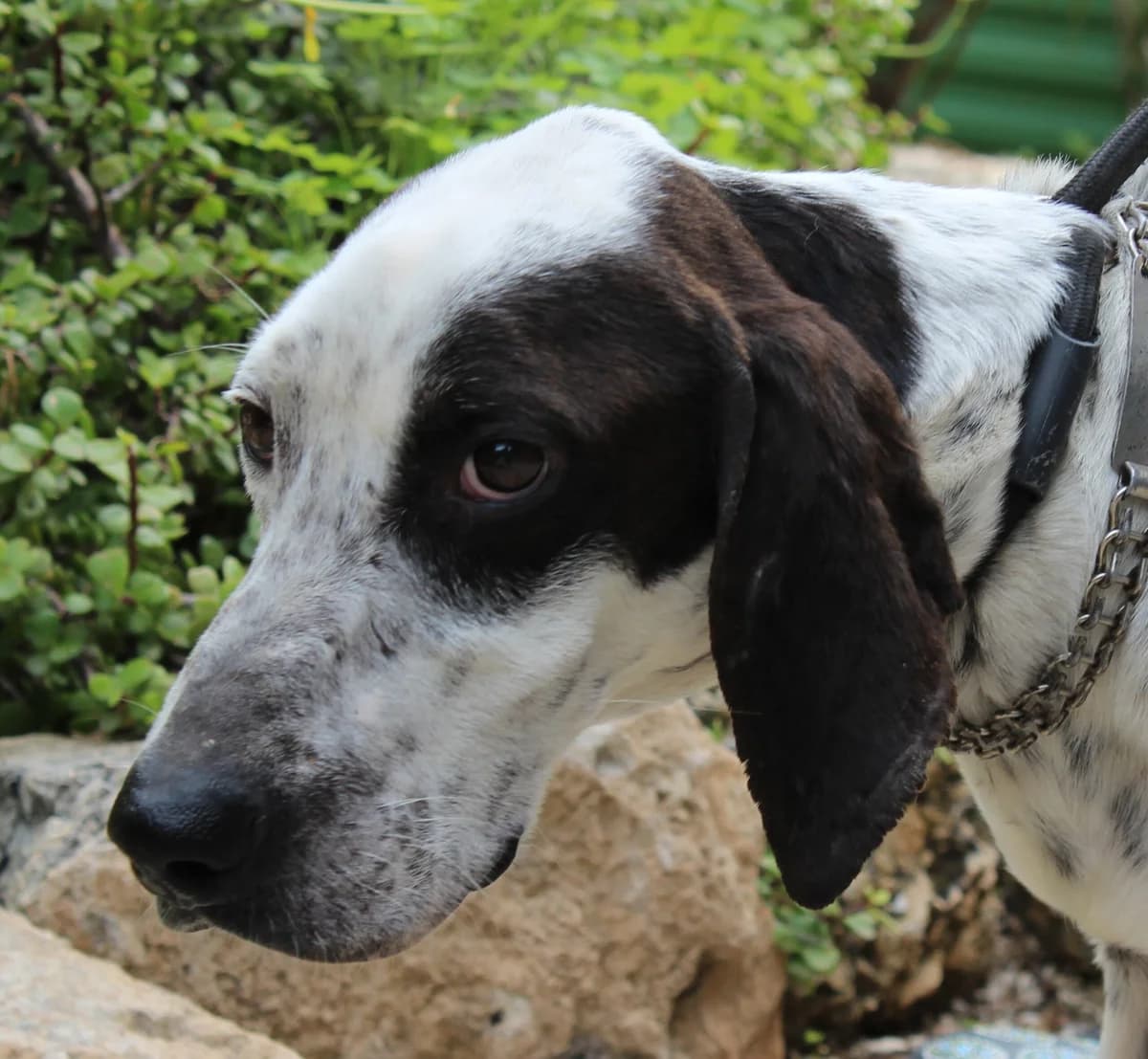 Bob, male young Mixed Breed for adoption at PAWS Dog Shelter Paphos