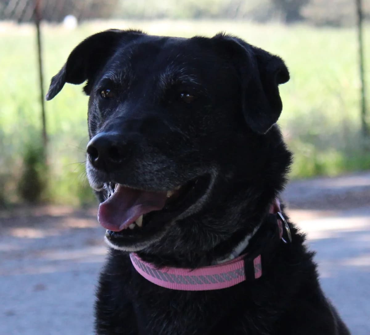 Skia, female Labrador Retriever for adoption at PAWS Dog Shelter Paphos