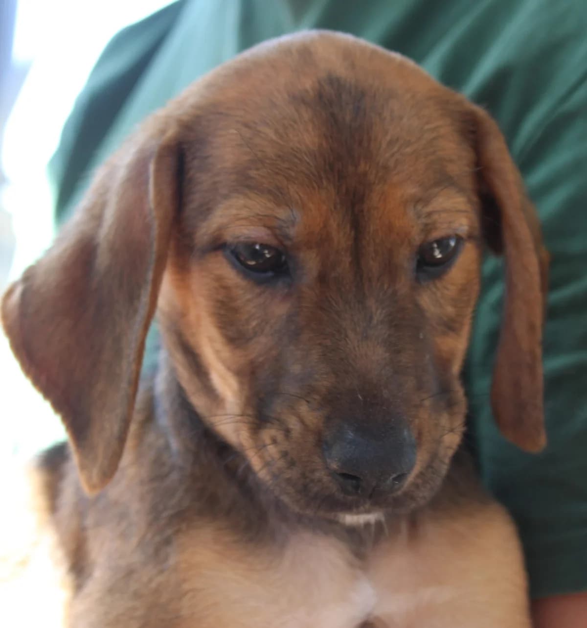 Sooty, male puppy Mixed Breed for adoption at PAWS Dog Shelter Paphos