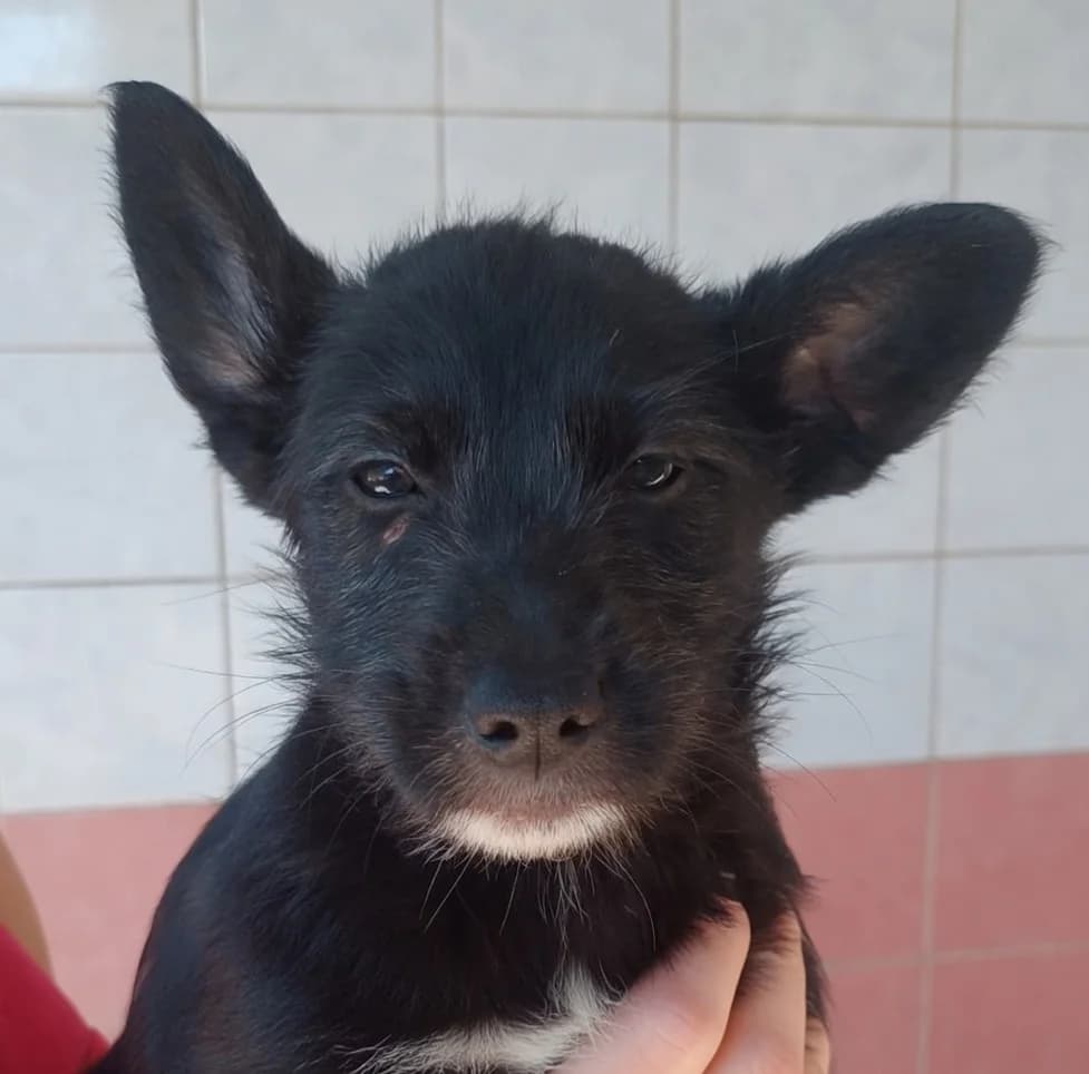 Ruby, female young Mixed Breed for adoption at PAWS Dog Shelter Paphos