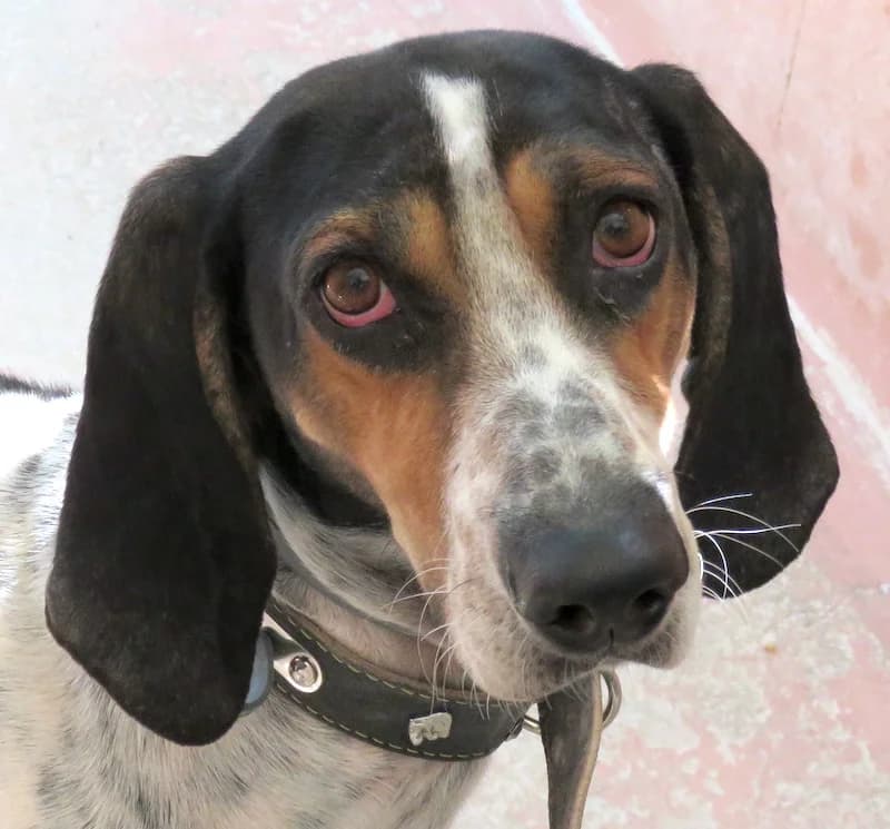 Harris, male senior mixed breed for adoption at PAWS Dog Shelter Paphos