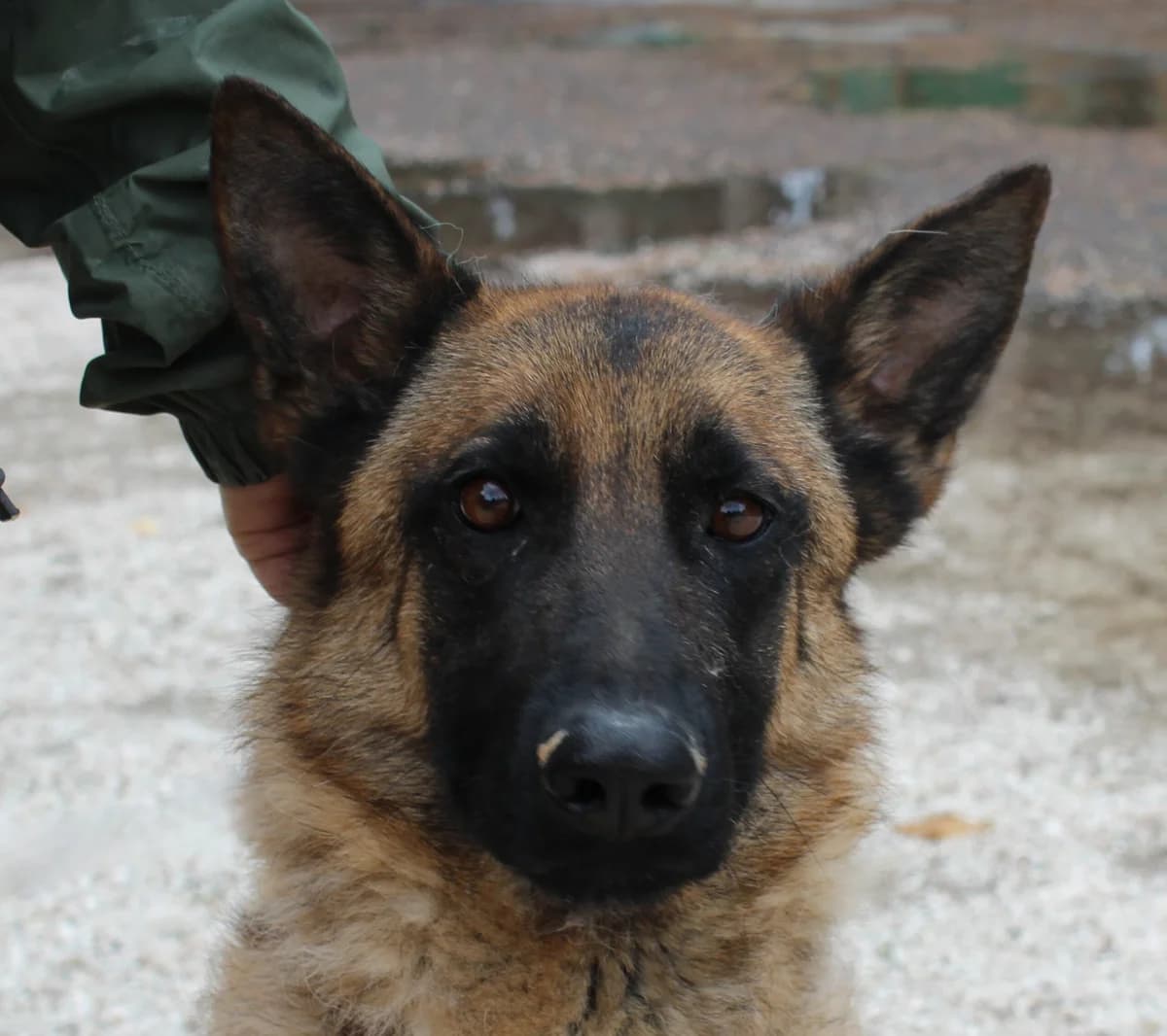 Maverick, male senior mixed breed for adoption at PAWS Dog Shelter Paphos