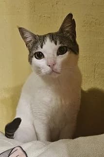 Kind Kalea, male Mixed Breed for adoption at Cyprus Pride House