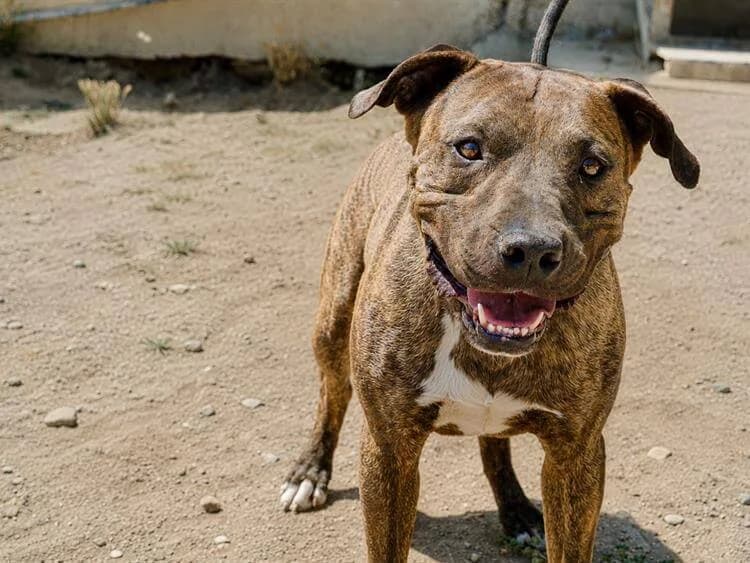 Zoomie, male 3yo mixed breed for adoption at Simba Animal Aid Cyprus