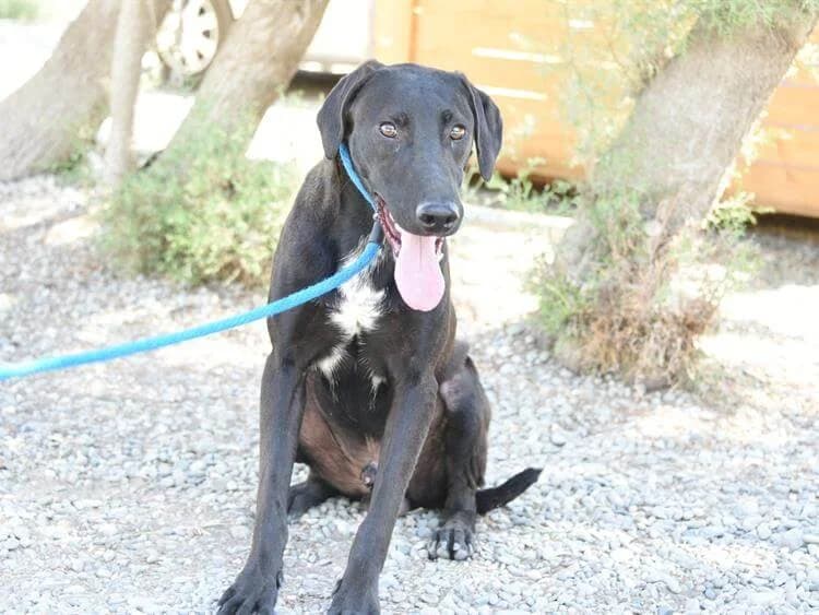Chase, male puppy mixed breed for adoption at Simba Animal Aid Cyprus