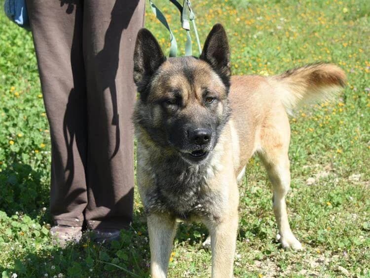 Newton, male 3yo mixed breed for adoption at Simba Animal Aid Cyprus