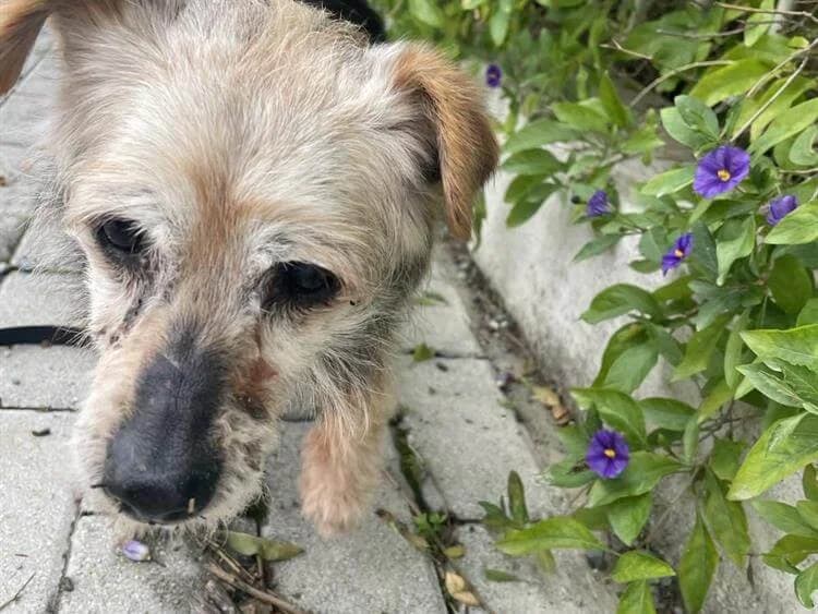 Roxie, female senior Yorkshire Terrier for adoption at Simba Animal Aid Cyprus