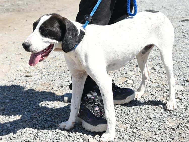 Aries,  (Simba Animal Aid Cyprus)