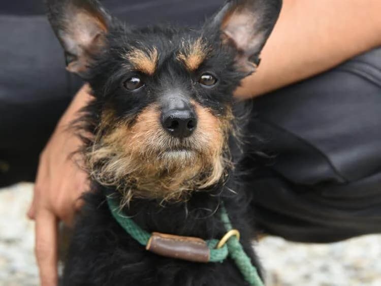 Hollie, female 4yo Yorkshire Terrier for adoption at Simba Animal Aid Cyprus