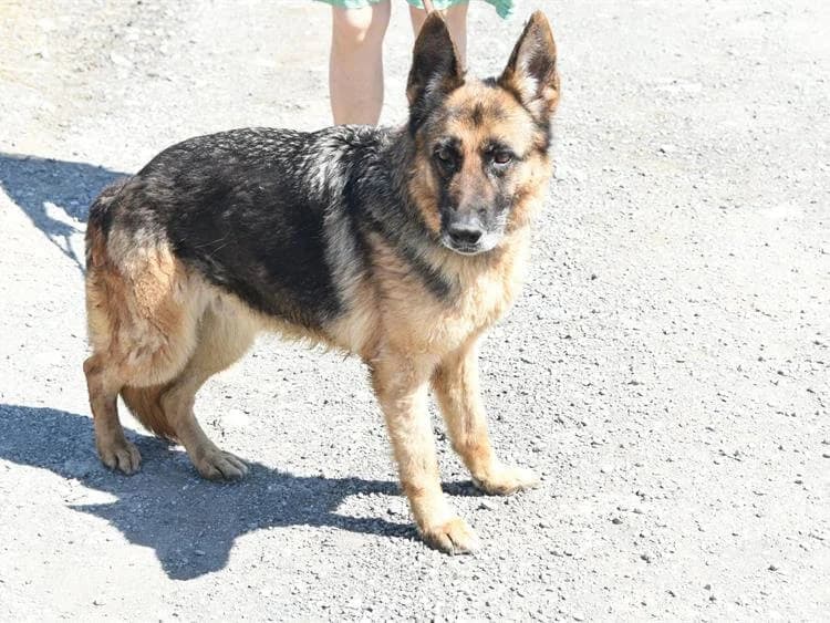 Nickie, female senior mixed breed for adoption at Simba Animal Aid Cyprus