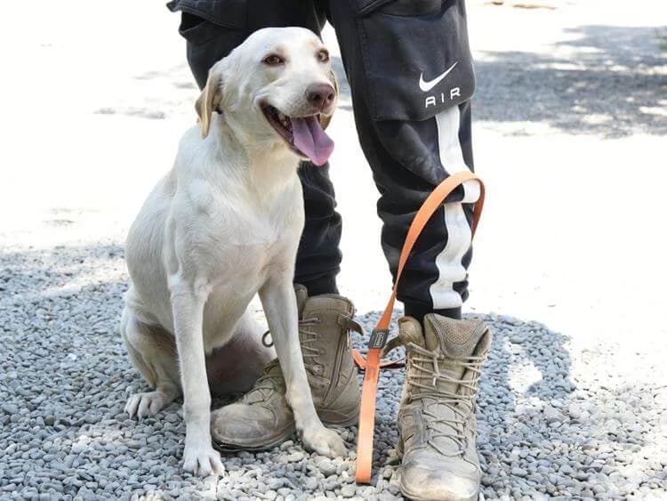Sandy, female young Mixed Breed for adoption at Simba Animal Aid Cyprus