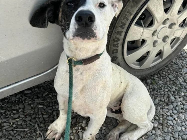 Nadal, male puppy Mixed Breed for adoption at Simba Animal Aid Cyprus