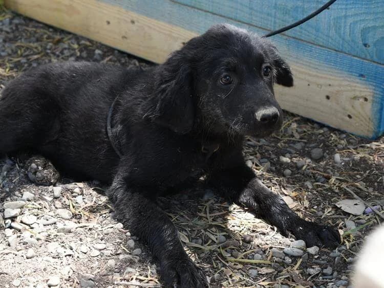 Cleo/Rachel, female puppy Labrador Retriever for adoption at Simba Animal Aid Cyprus