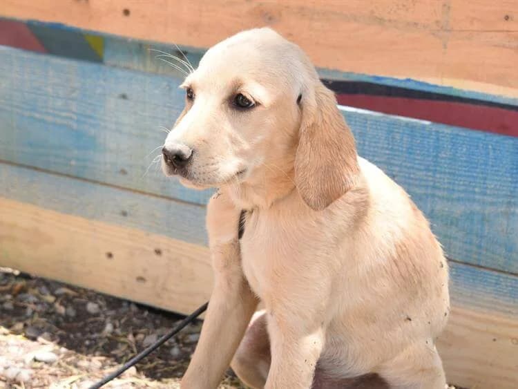 Monica, female puppy Mixed Breed for adoption at Simba Animal Aid Cyprus