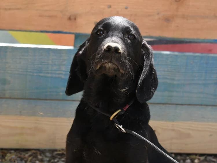 Janice, female puppy mixed breed for adoption at Simba Animal Aid Cyprus