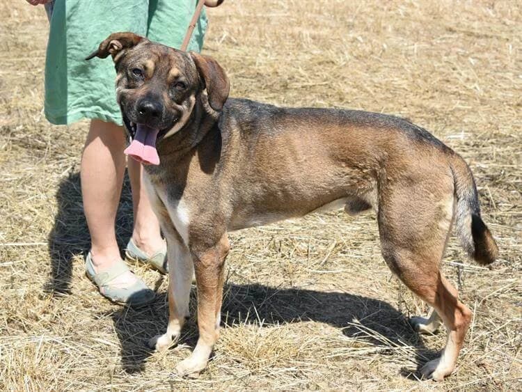 Novak, male young mixed breed for adoption at Simba Animal Aid Cyprus