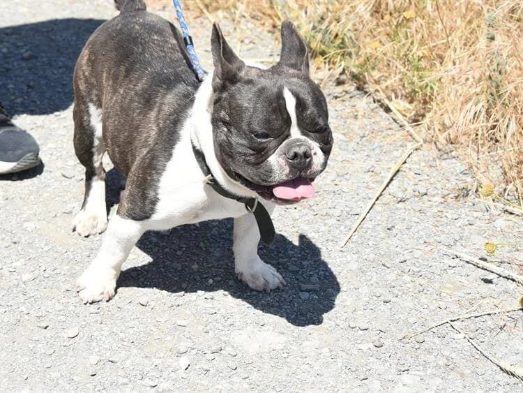 Colin, male young English Bulldog for adoption at Simba Animal Aid Cyprus