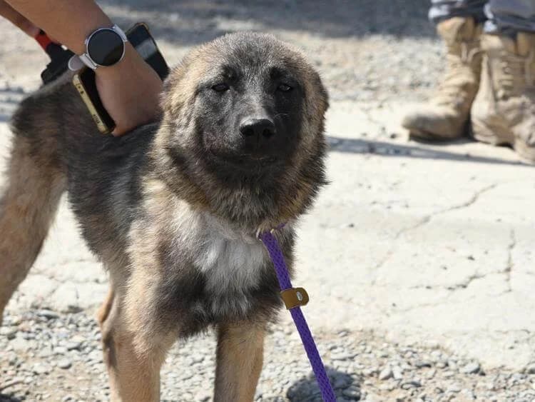 Jensen, male puppy mixed breed for adoption at Simba Animal Aid Cyprus