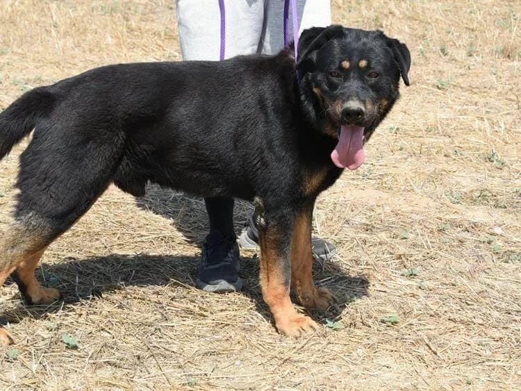 Rex, male 6yo Rottweiler for adoption at Simba Animal Aid Cyprus