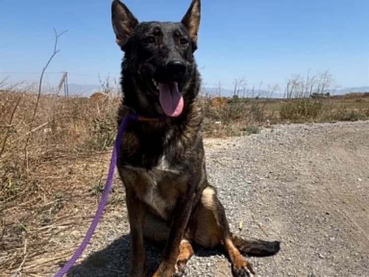 Dara, female young Belgian Malinois for adoption at Simba Animal Aid Cyprus
