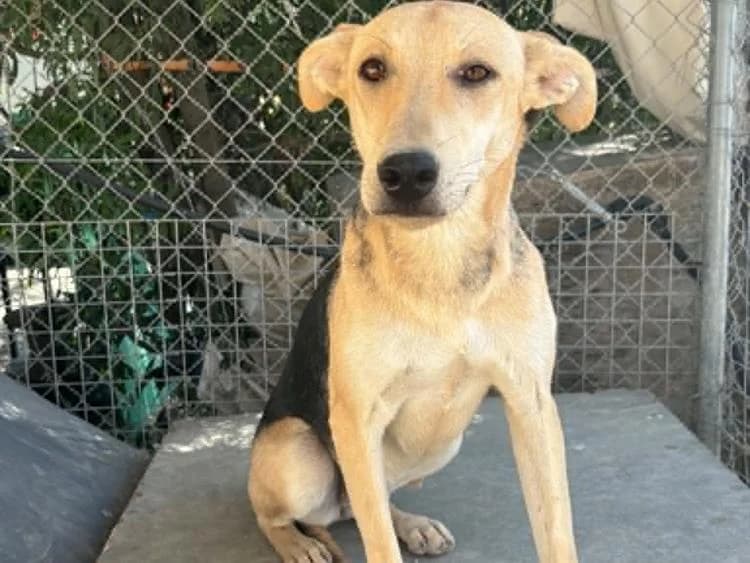Swift, female young Belgian Malinois for adoption at Simba Animal Aid Cyprus