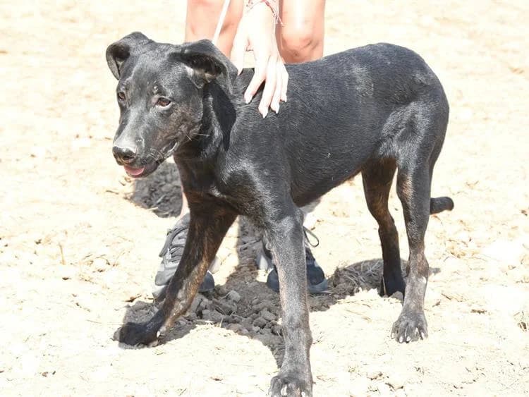 Gigi, female puppy mixed breed for adoption at Simba Animal Aid Cyprus