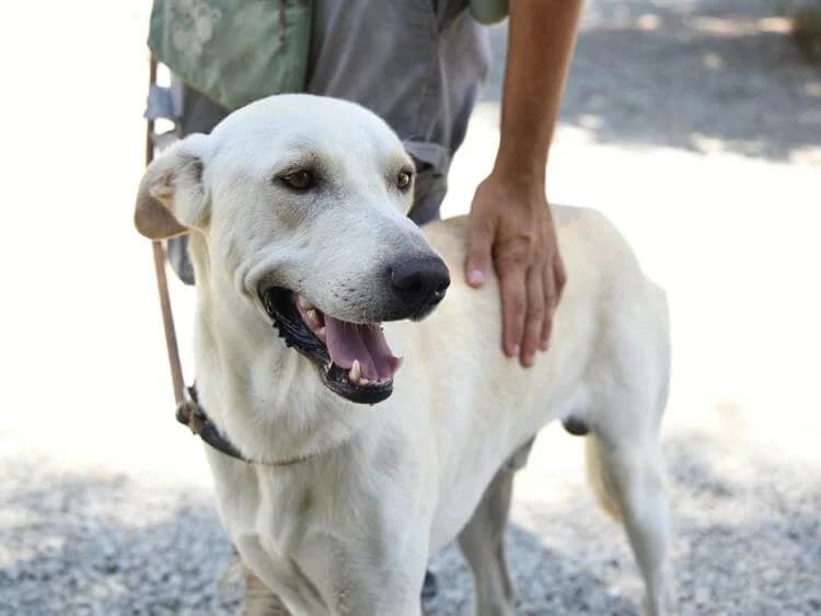 Frosty, male young Labrador Retriever for adoption at Simba Animal Aid Cyprus