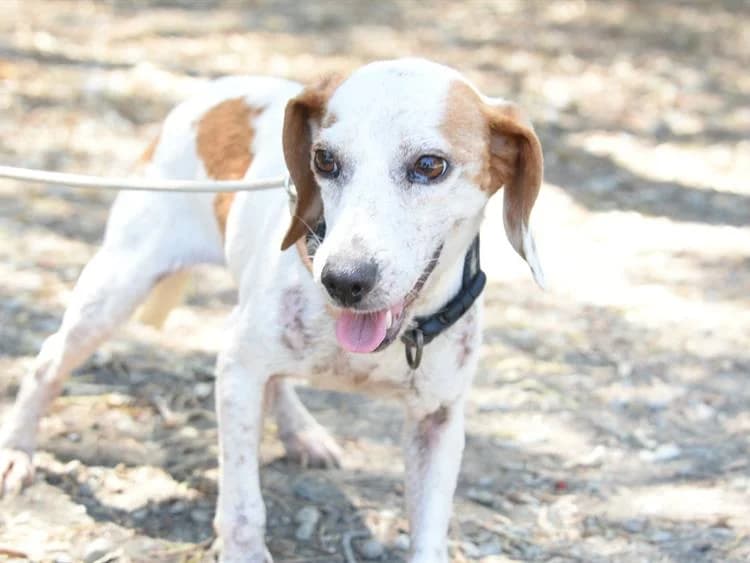Fendi, female senior mixed breed for adoption at Simba Animal Aid Cyprus