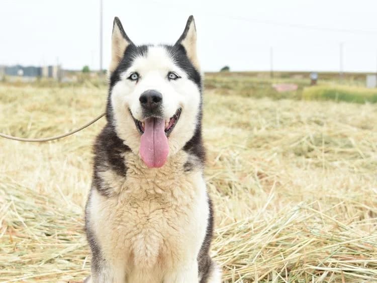 Anna, female 6yo Husky for adoption at Simba Animal Aid Cyprus