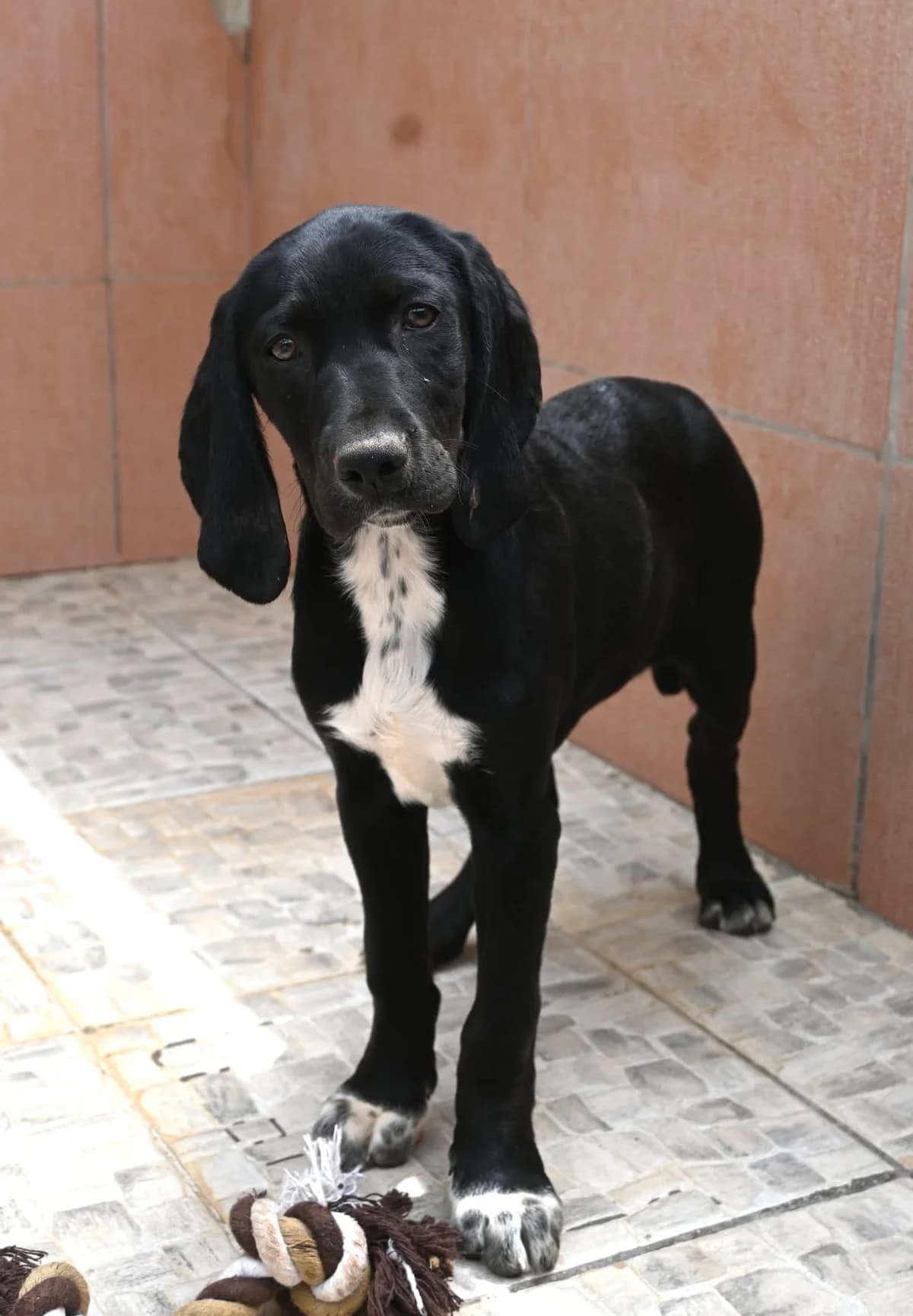 Arabica, female puppy Pointer for adoption at SPDC Cyprus, Limassol