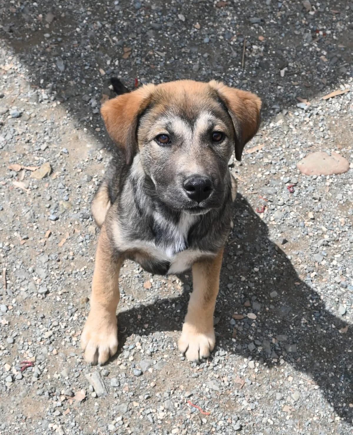 Bear, male mixed breed for adoption at SPDC Cyprus, Limassol