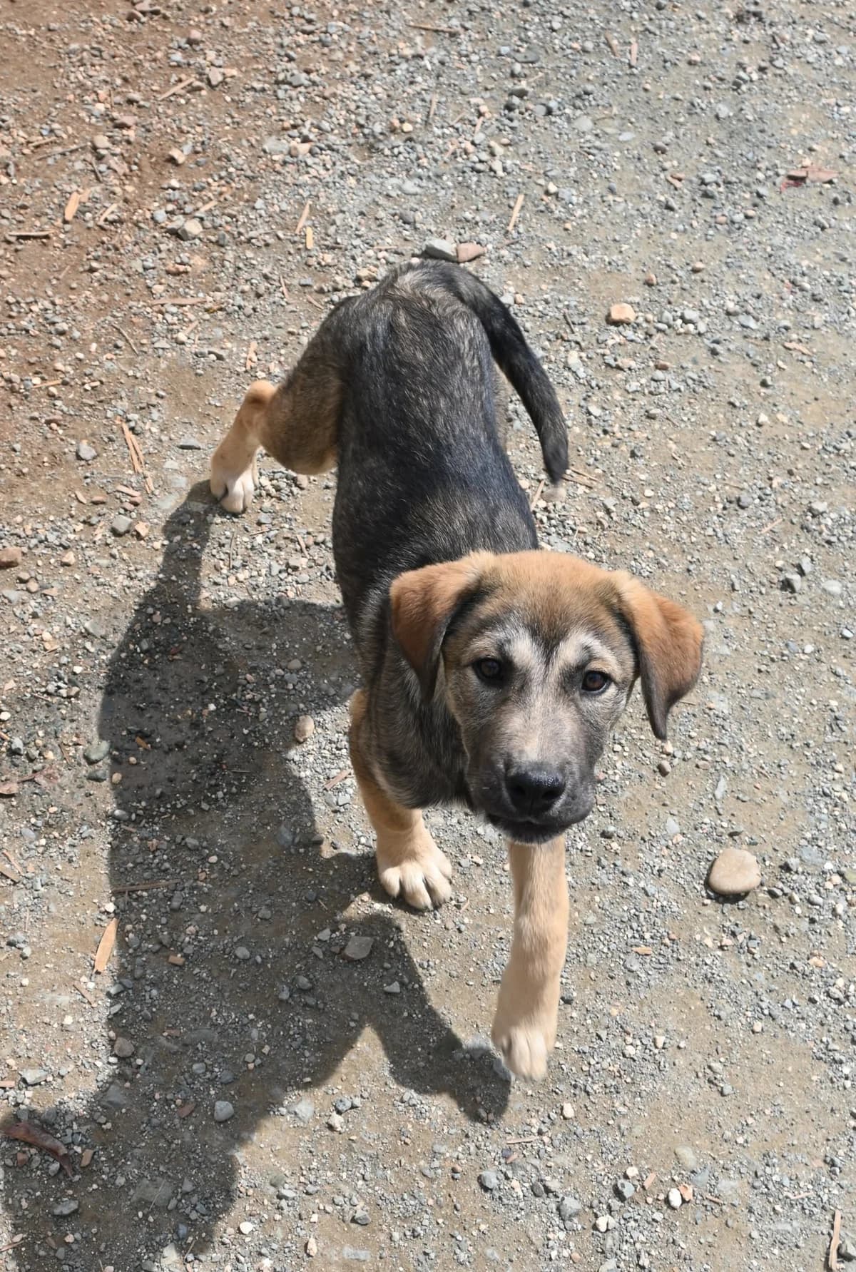 Bear, male mixed breed for adoption at SPDC Cyprus, Limassol — photo 2 of 12
