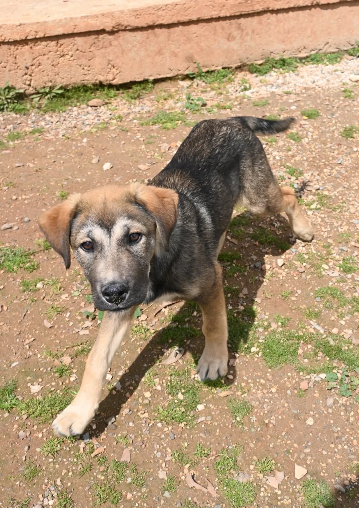 Bear, male mixed breed for adoption at SPDC Cyprus, Limassol — photo 3 of 12