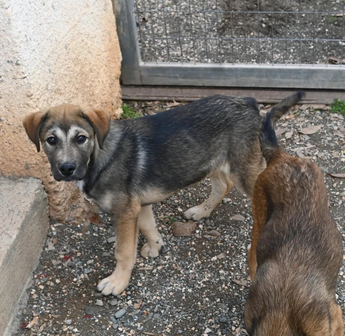Bear, male mixed breed for adoption at SPDC Cyprus, Limassol — photo 4 of 12