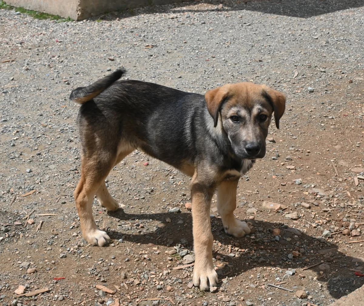 Bear, male mixed breed for adoption at SPDC Cyprus, Limassol — photo 5 of 12