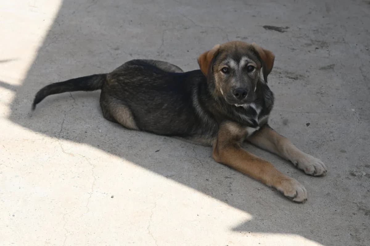 Bear, male mixed breed for adoption at SPDC Cyprus, Limassol — photo 6 of 12