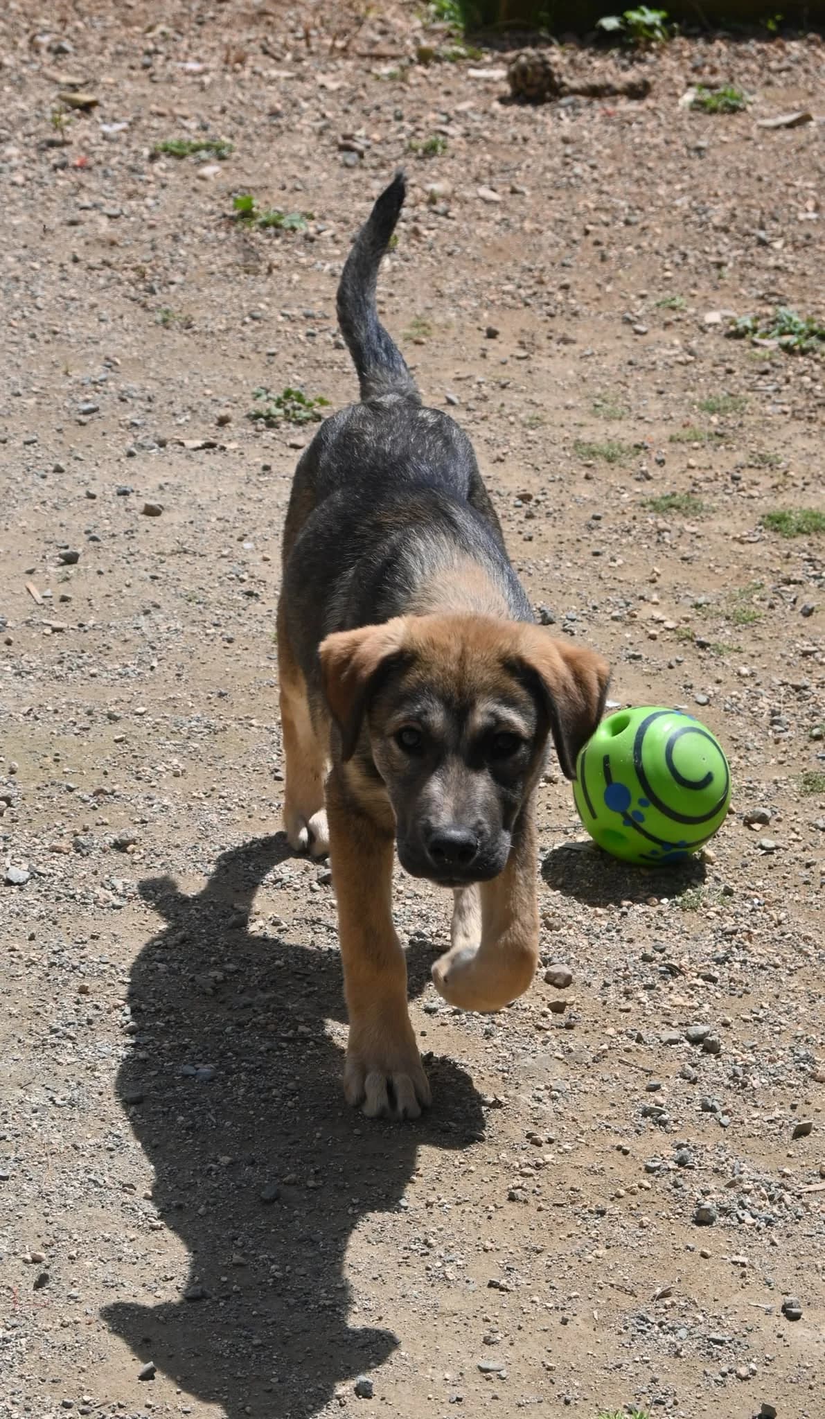 Bear, male mixed breed for adoption at SPDC Cyprus, Limassol — photo 8 of 12