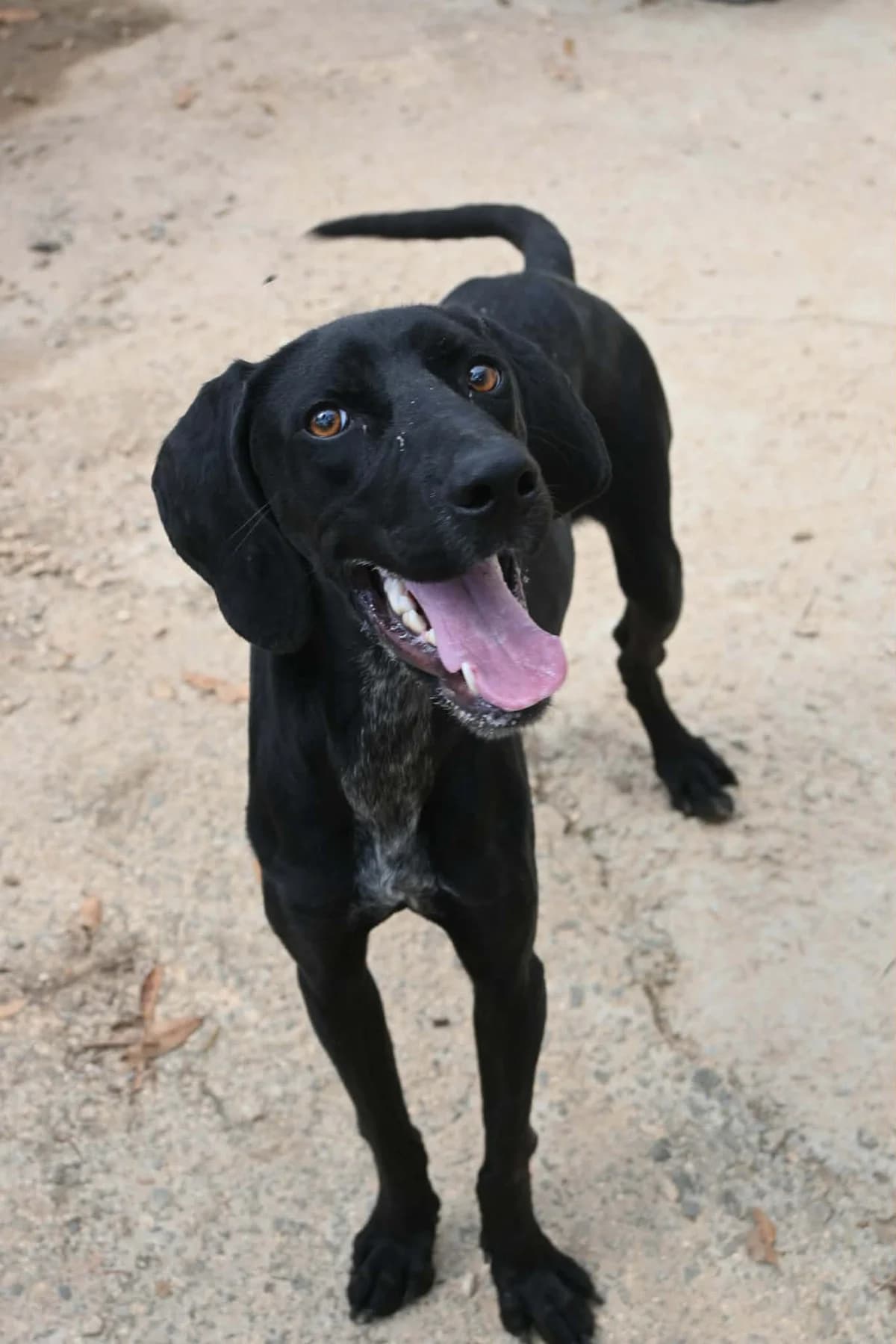 Casper, male mixed breed for adoption at SPDC Cyprus, Limassol