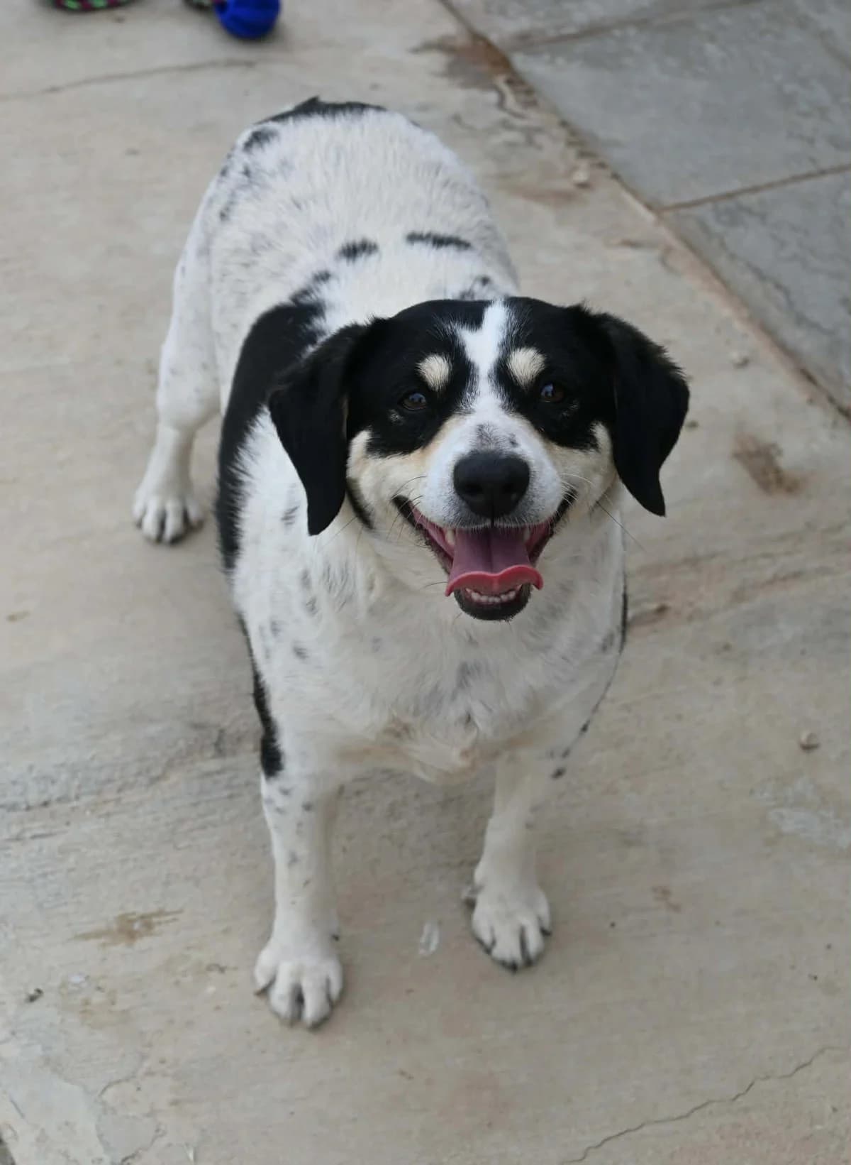 Chara, female mixed breed for adoption at SPDC Cyprus, Limassol
