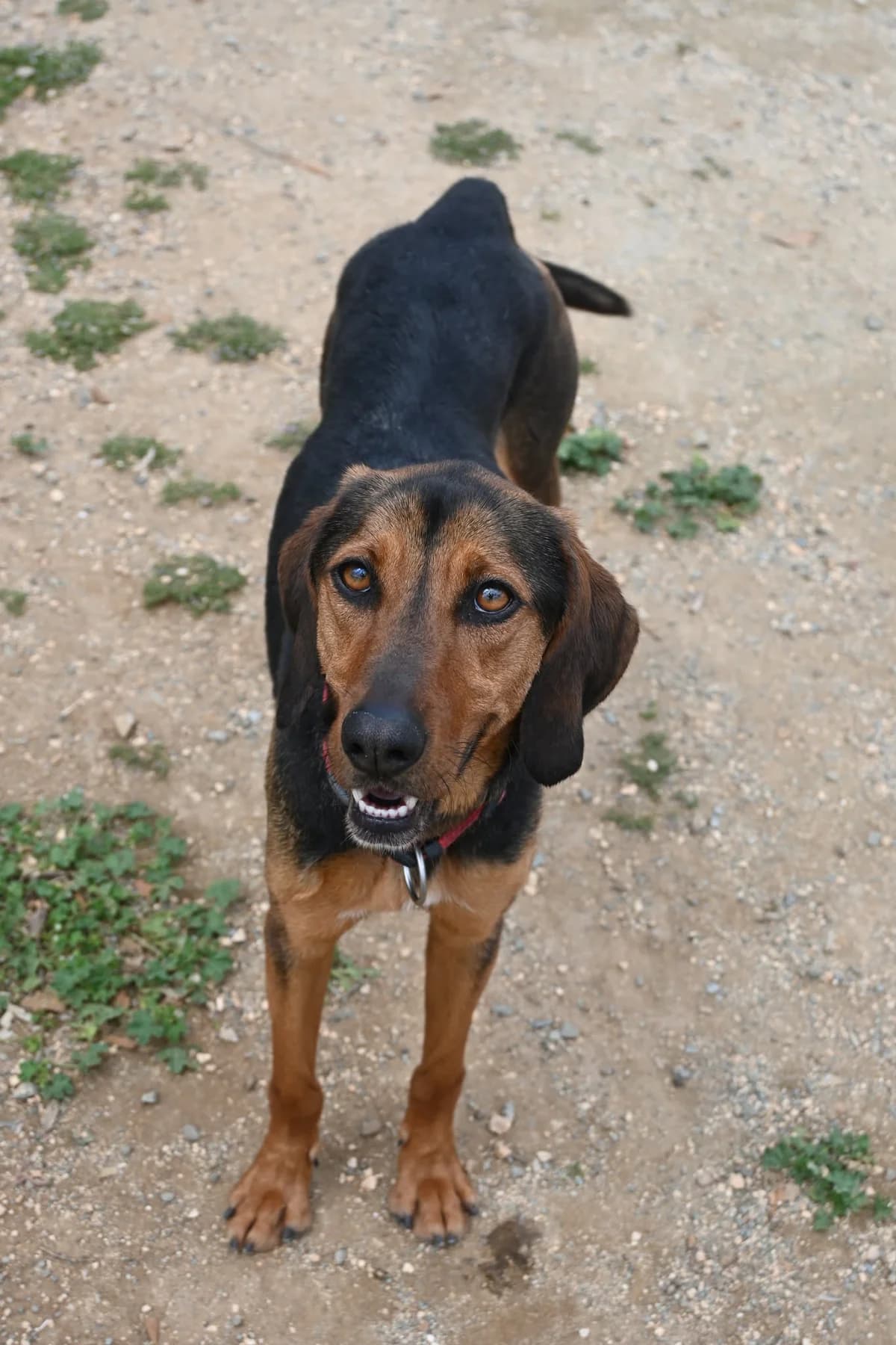 Frankie, female mixed breed for adoption at SPDC Cyprus, Limassol