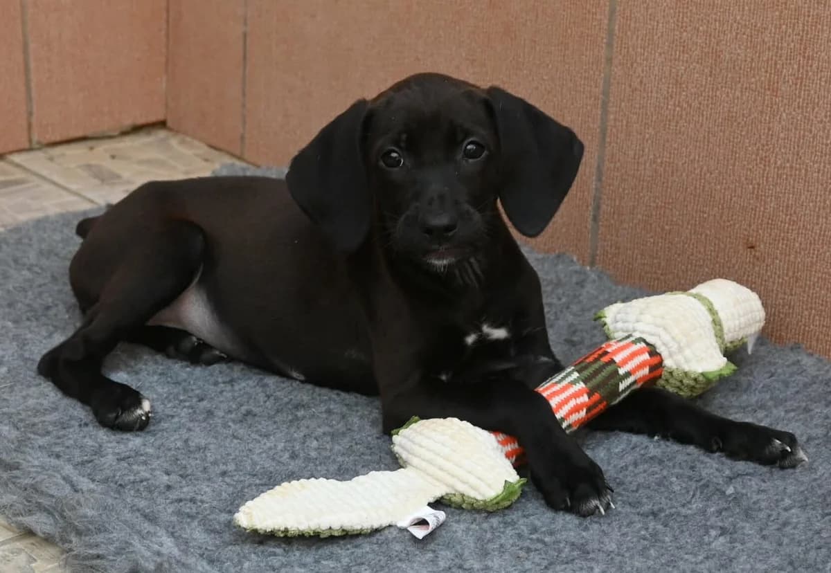 Georgie, female puppy mixed breed for adoption at SPDC Cyprus, Limassol