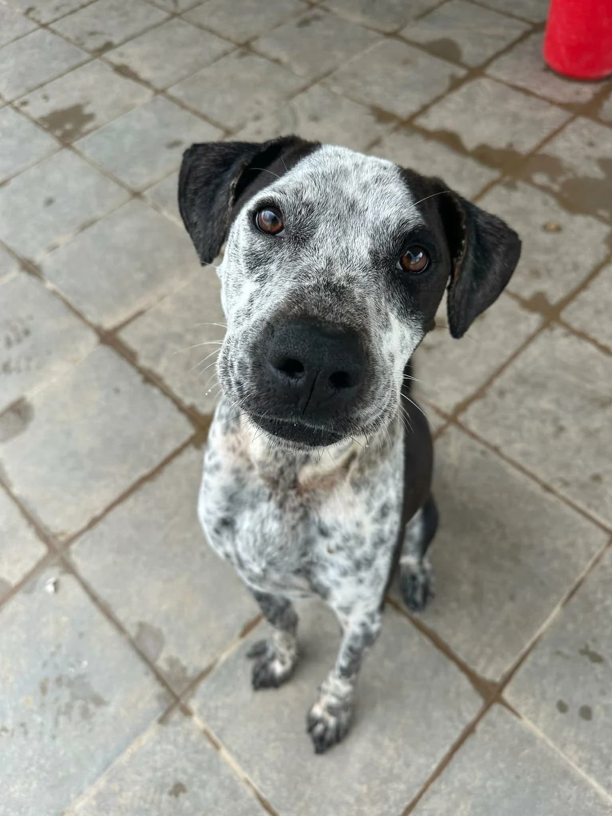 Kintsu, female mixed breed for adoption at SPDC Cyprus, Limassol